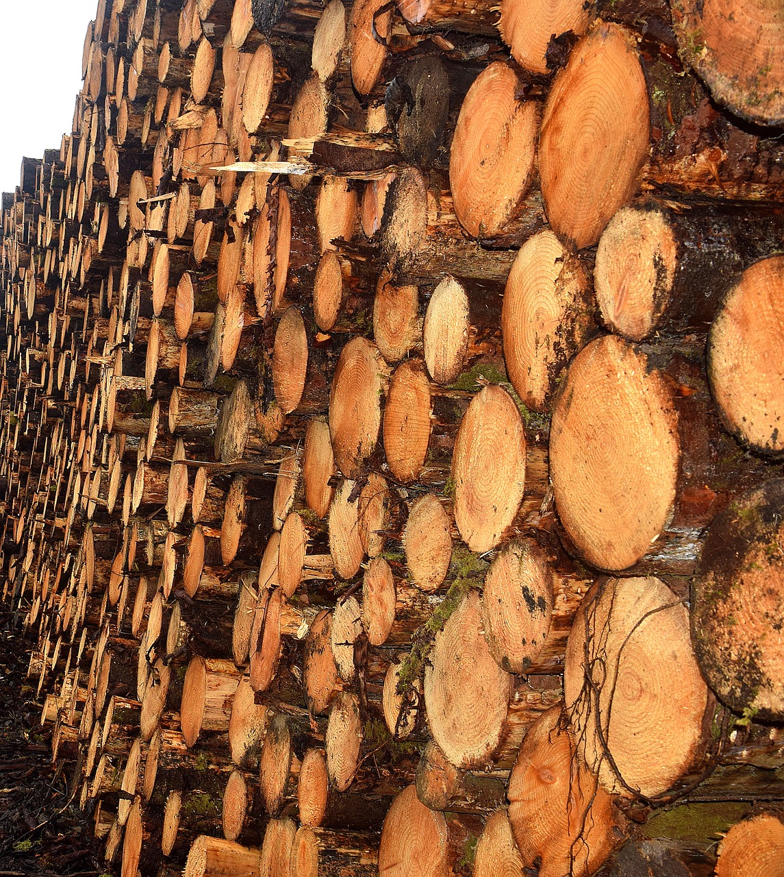 timber, lumber, nature, tree, sawmill, wood, construction, brown construction